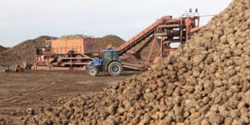 Pancar üretiminde rekor kırıldı