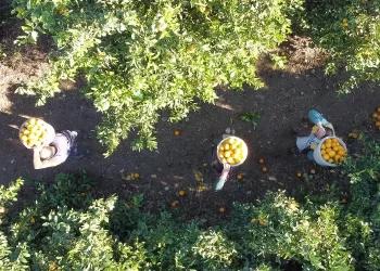 Doğu Akdeniz’de portakal hasat sezonu!