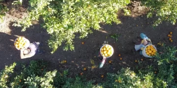 Doğu Akdeniz’de portakal hasat sezonu!