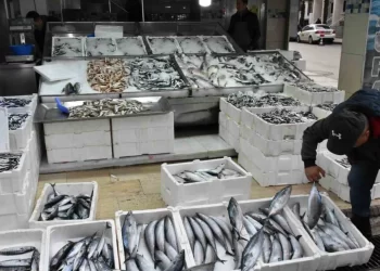 Sinop’ta palamut tanesi 200 liradan tezgahlarda yerini aldı