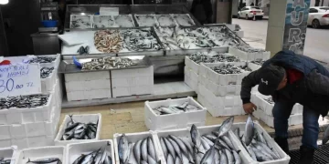 Sinop’ta palamut tanesi 200 liradan tezgahlarda yerini aldı