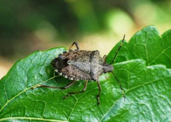 Sinop’ta, tarımın baş belası kahverengi kokarca görüldü!