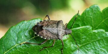 Sinop’ta, tarımın baş belası kahverengi kokarca görüldü!