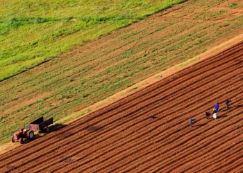 Sudan’daki Türk tarım şirketi kapatılıyor