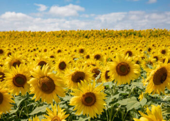 Ayçiçeği tohumu ve ham ayçiçek yağı gümrük vergisi oranları düşürüldü