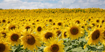 Ayçiçeği tohumu ve ham ayçiçek yağı gümrük vergisi oranları düşürüldü