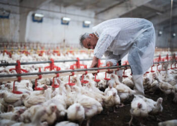 Kasım ayında tavuk eti üretimi yıllık bazda arttı