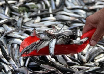 Kar yağışıyla balık fiyatlarında düşüş bekleniyor