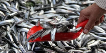 Kar yağışıyla balık fiyatlarında düşüş bekleniyor