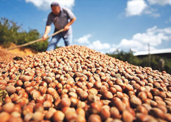 Fındık ihracatıyla 1 milyar 866 milyon 735 bin 417 dolar döviz girdisi sağladı