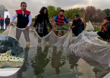 Türkiye sularında kırmızı listede yer alan leopar sazanı tespit edildi