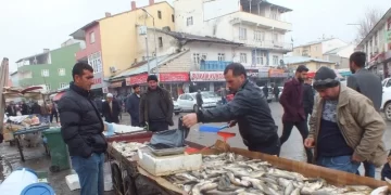 Muş Malazgirt’te murat balığına yoğun ilgi!