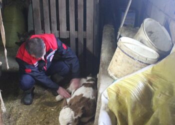 Muş’ta, ‘Analar Aşılansın Buzağılar Yaşasın’ projesi başladı