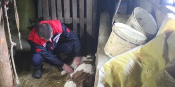 Muş’ta, ‘Analar Aşılansın Buzağılar Yaşasın’ projesi başladı