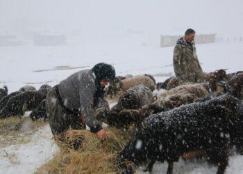 Muş’ta besicilerin zorlu kış mesaisi sürüyor