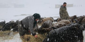 Muş’ta besicilerin zorlu kış mesaisi sürüyor