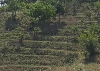 Engebeli araziler zeytin bahçelerine dönüştürülüyor