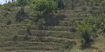 Engebeli araziler zeytin bahçelerine dönüştürülüyor