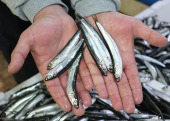 Karadenizli balıkçılardan hamside boy istemi