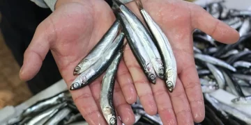 Karadenizli balıkçılardan hamside boy istemi