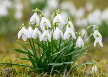 Muş Ovası’ndaki kardelenleri koparanlara 387 bin TL ceza!
