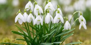 Muş Ovası’ndaki kardelenleri koparanlara 387 bin TL ceza!