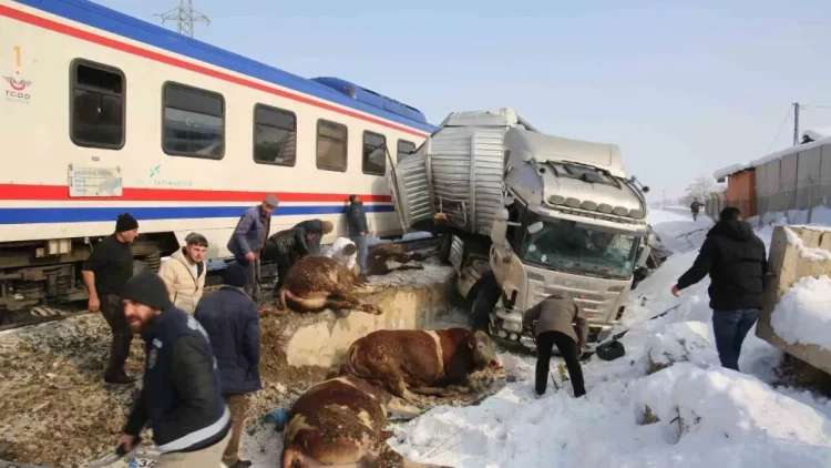 mus ta yolcu treni hayvan yuklu tir carpti 2 olu 2 yarali habermeydan