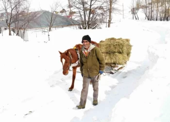 Muş’taki besicilerin en büyük destekcileri atlı kızaklar!