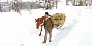 Muş’taki besicilerin en büyük destekcileri atlı kızaklar!