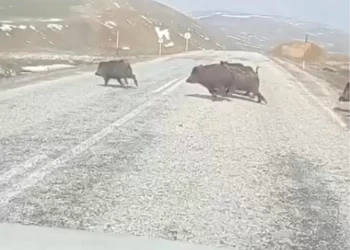 Muş Varto’da aç kalan domuz sürüsü karayolunda panik yarattı!