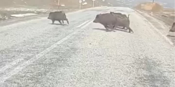 Muş Varto’da aç kalan domuz sürüsü karayolunda panik yarattı!