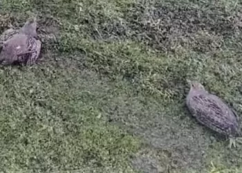 Muş Varto’da kaçak avlanan 2 kişiye para cezası kesildi!