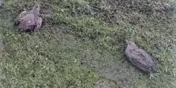 Muş Varto’da kaçak avlanan 2 kişiye para cezası kesildi!