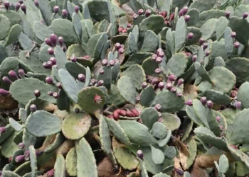 Sinop’ta doğal olarak yetişen meşhur yer inciri şifa dağıtıyor