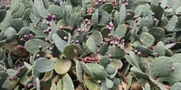 Sinop’ta doğal olarak yetişen meşhur yer inciri şifa dağıtıyor