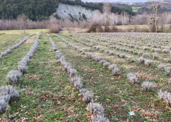 Sinop’ta ilk defa 700 adet salep dikimi yapıldı!