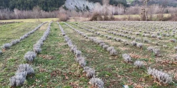 Sinop’ta ilk defa 700 adet salep dikimi yapıldı!