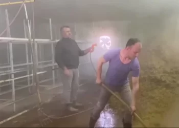 Sinop’un Mertoğlu köyündeki ilkokulda istridye mantarı üretiyor!