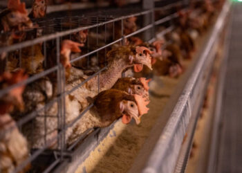 Süt, yumurta ve tavuk eti üretimi arttı