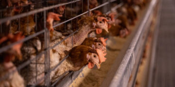 Süt, yumurta ve tavuk eti üretimi arttı