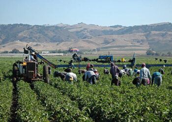 Tarım işçilerinin 2023 yılında ücretleri yükseldi