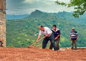 TÜİK: Yeterlilik derecesi en yüksek bitkisel ürün fındık