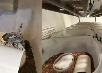 Türkiye, Avrupa’ya ‘akrep serumu’ ihracatı gerçekleştirecek