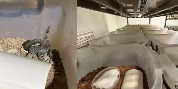 Türkiye, Avrupa’ya ‘akrep serumu’ ihracatı gerçekleştirecek