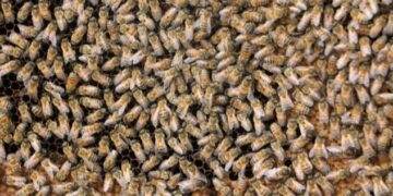 Kış uykusuna yatmayan arıların %30’u öldü