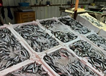 Av yasağının yaklaşmasıyla birlikte balık tezgâhları canlandı