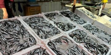 Av yasağının yaklaşmasıyla birlikte balık tezgâhları canlandı