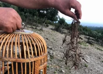 Muş’ta av kabahati işleyen 1 kişiye para cezası uygulandı!