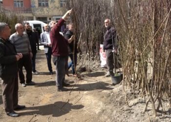Muş’un Bitlis Caddesi’nde fidan satışları başladı!