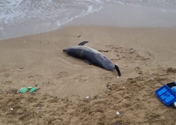 Sinop’ta ölü yunus kıyıya vurdu!